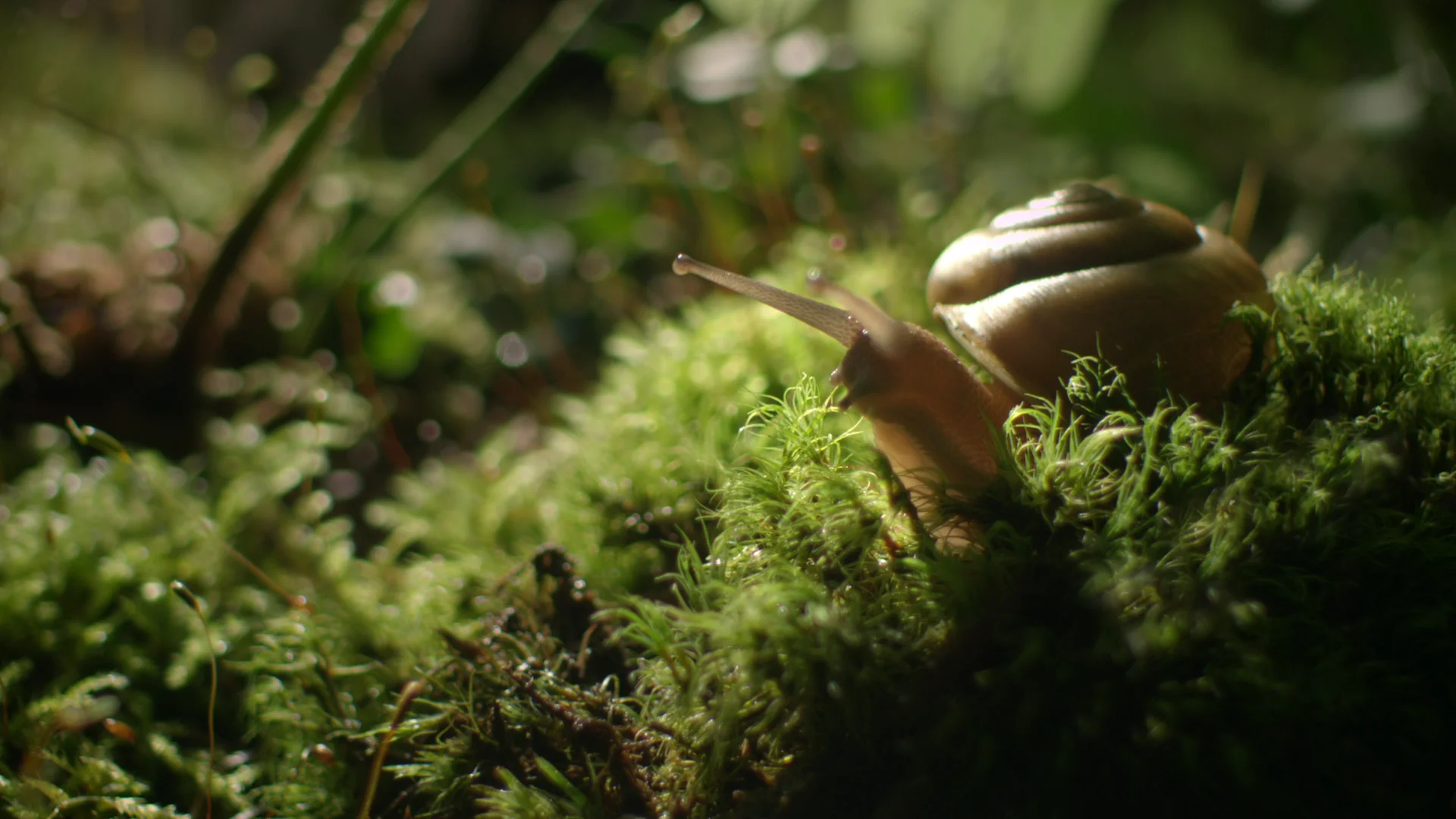 The Sound of a Wild Snail Eating Trailer 1:00