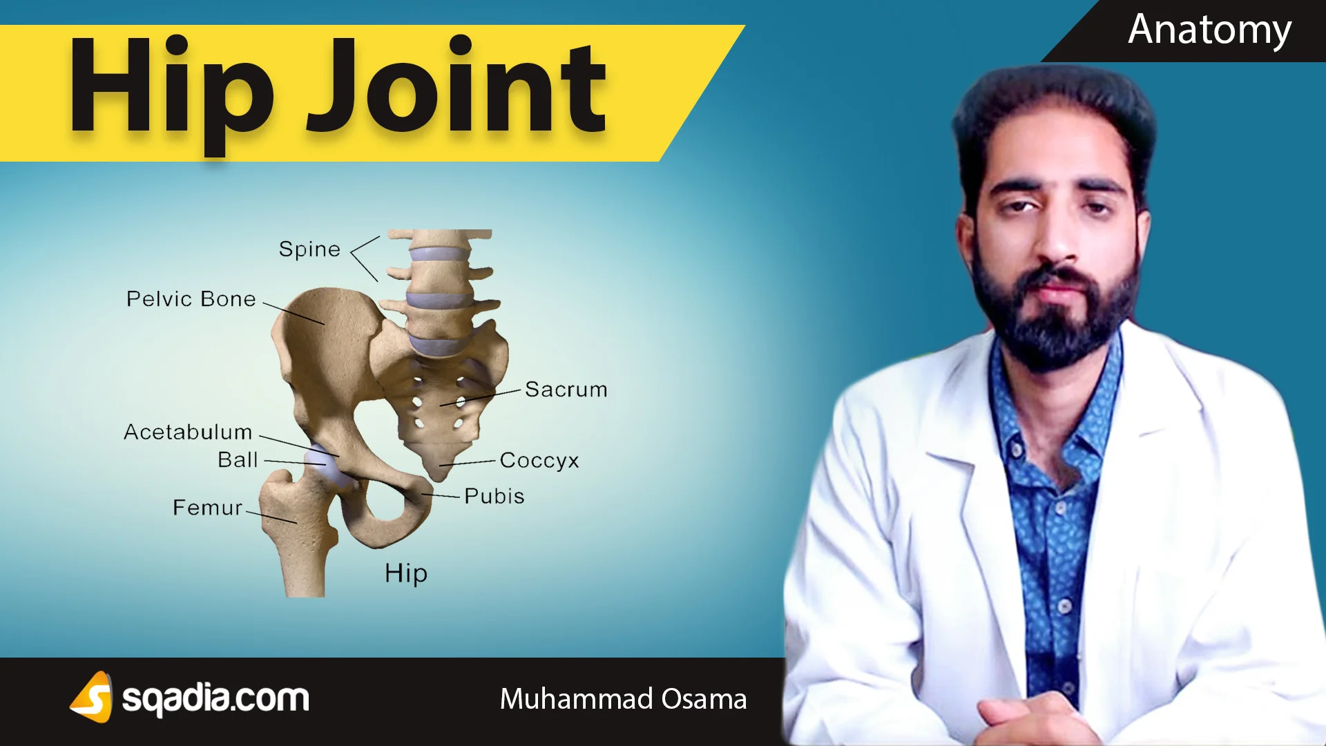 Learn hip. Joint Anatomy. Hip Joint Anatomy pdf.