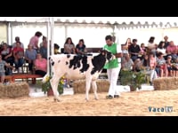 Terneras de 6 a 9 meses