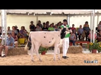 Terneras de 10 a 12 meses