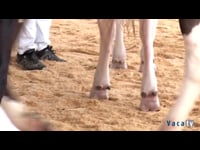 Terneras de 13 a 15 meses