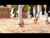 Novillas de 16 a 18 meses