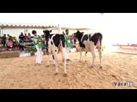 Novillas de 19 a 22 meses