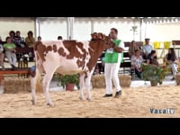 Novillas de 23 a 27 meses