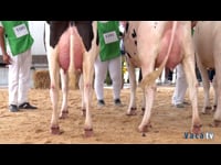 Vacas hasta 30 meses