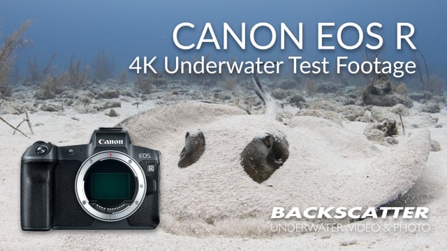 Canon EOS R | Underwater Test Footage | 4K 30p