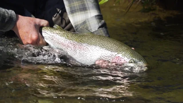 Salmon Fly Fishing with Bryce Rushbrook - Bristol Bay, Coho Salmon (WFS  130) - Wet Fly Swing