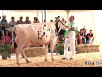 Vacas de 3 a 4 anos