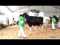 Vacas de más de 5 años