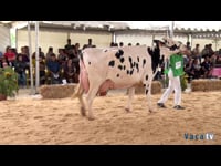 Vaca gran campeona