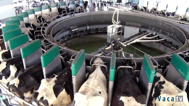 Paulorena Holstein
