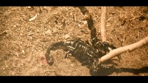 Nissan - Customer Success Story