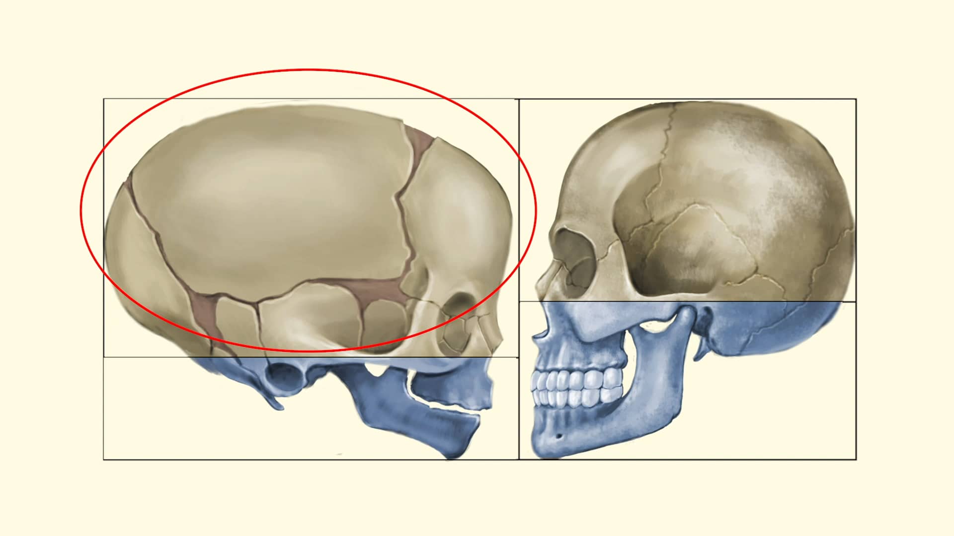 the-assessment-and-management-of-positional-head-deformity-info