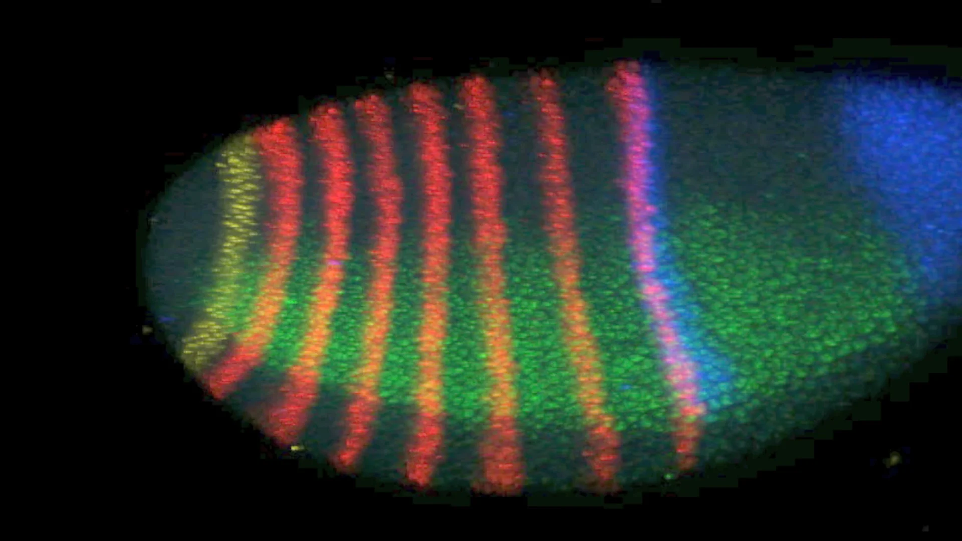 hybridization chain reaction in situ