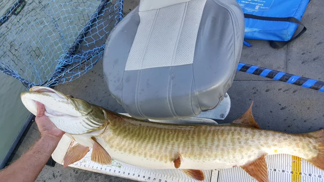Muskie - Slow Topwater Lures with Cory Allen