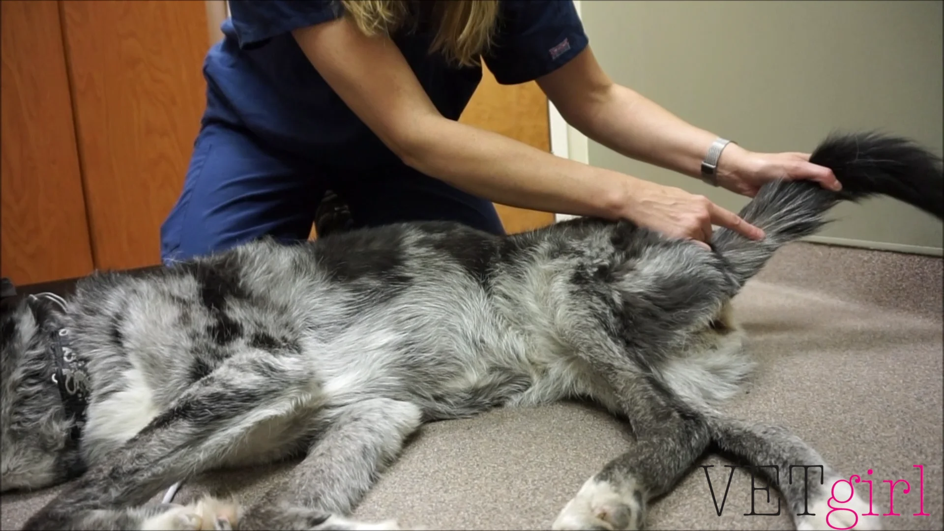 VETgirl Video: Where to measure blood pressure.