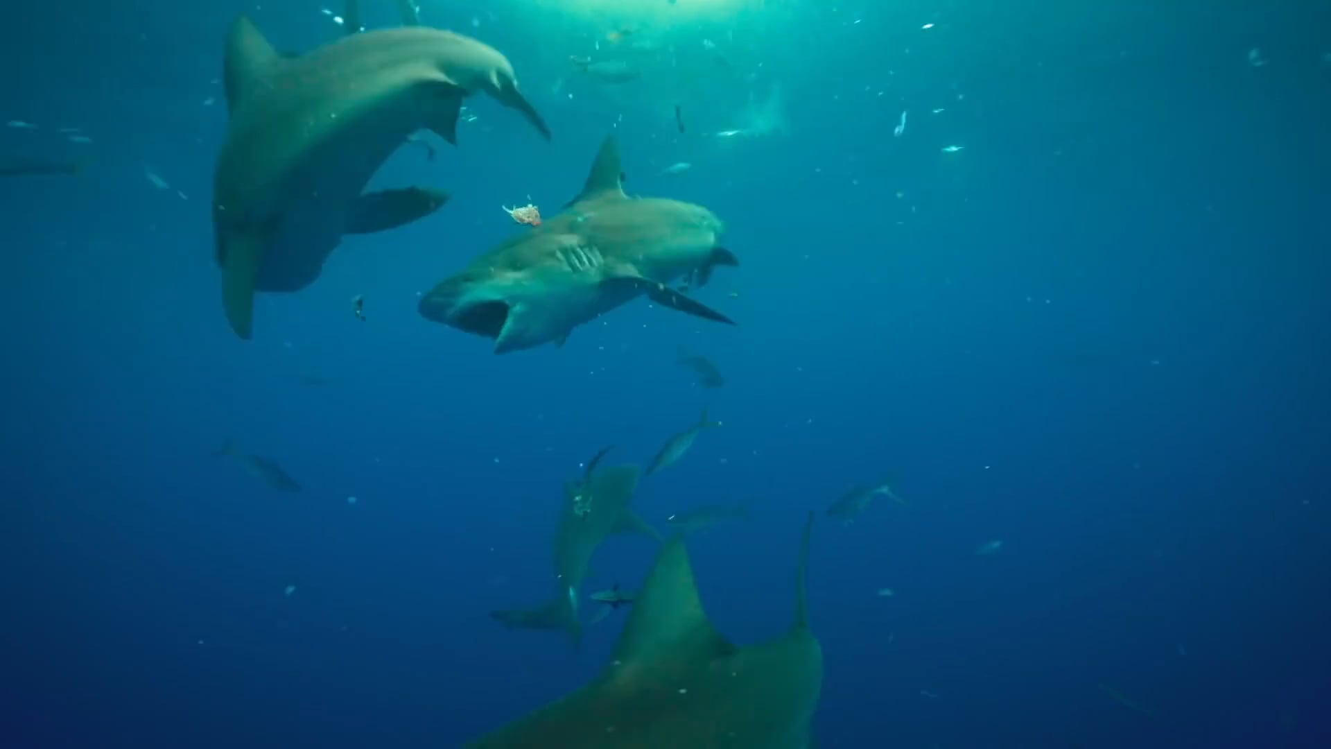 Away From Keyboard - Face Off with Sharks