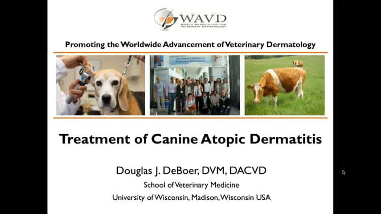 Dog clearance dermatitis medicine