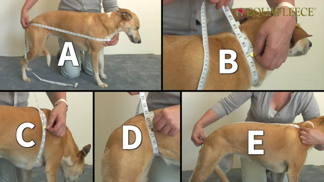 how do you measure a dogs bust