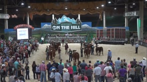 Herefords on the Hill