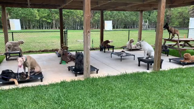 14 Dogs on Place. High Level Distraction Training