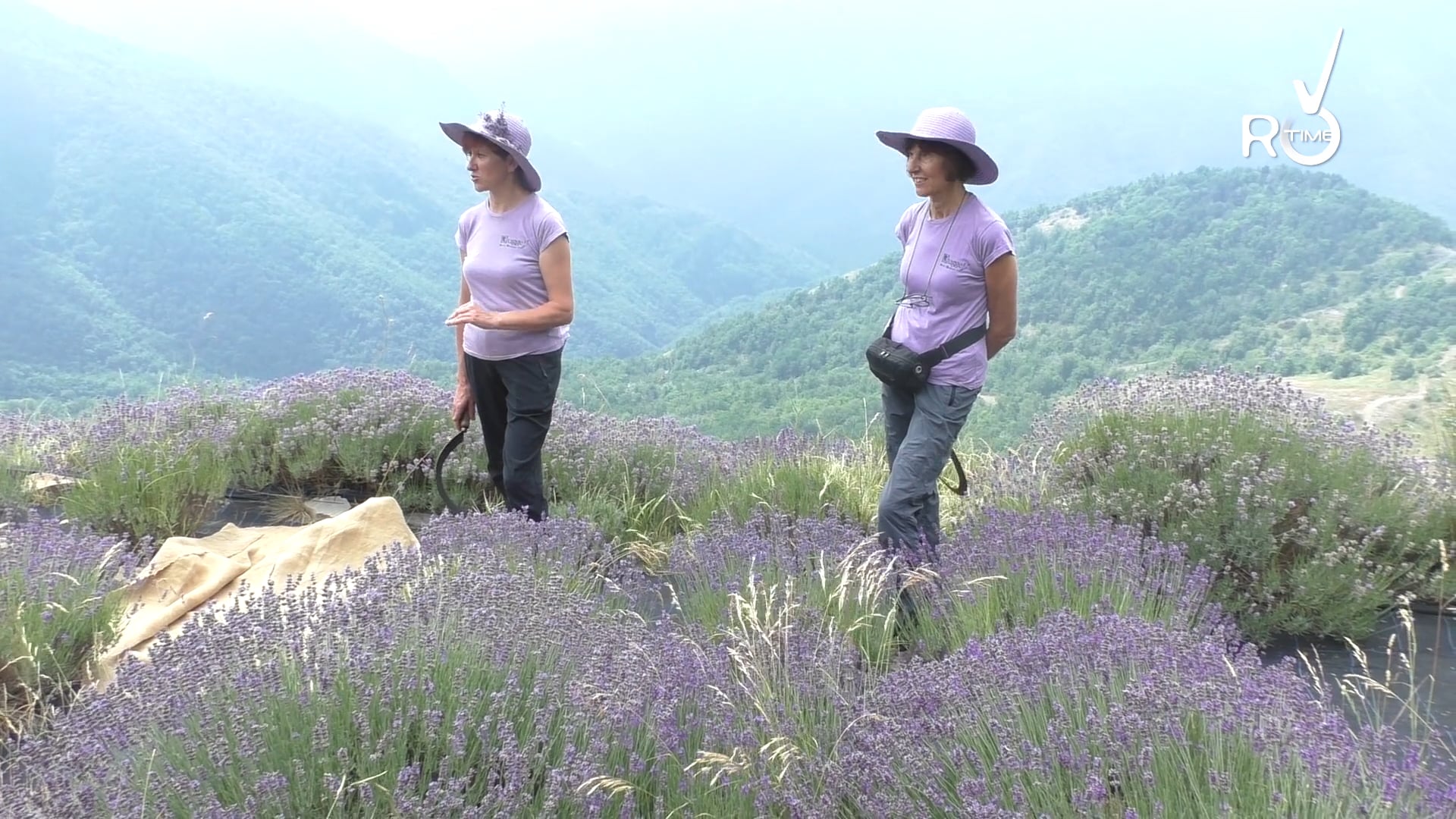 Distillazione Lavanda 