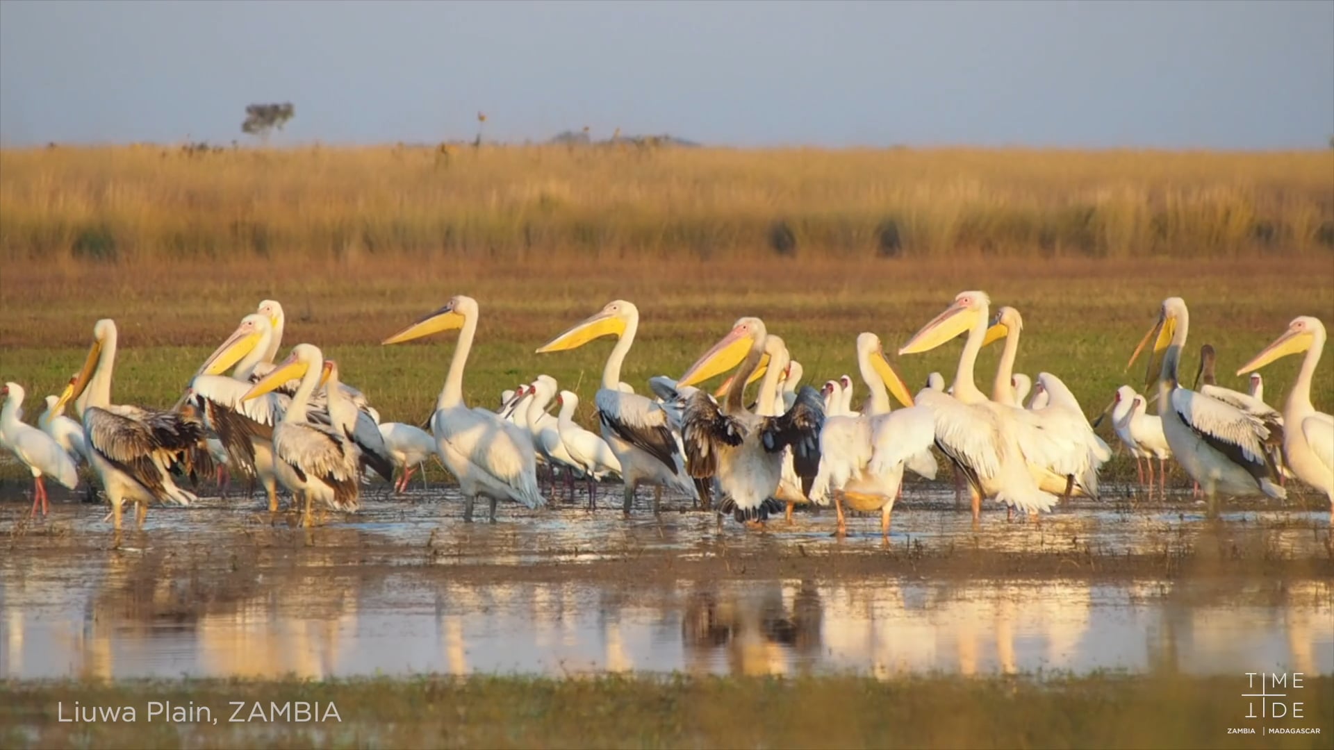Time + Tide Safaris Birding Liuwa Plain on Vimeo
