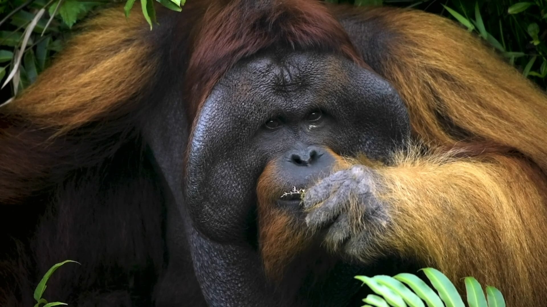 Borneo's Vanishing Tribes Clip 1- Dayak and Forests