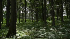 Studio in the Woods 2019