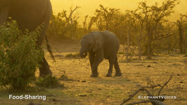 Food-Sharing. Context: Calf Nourishment & Weaning (2)