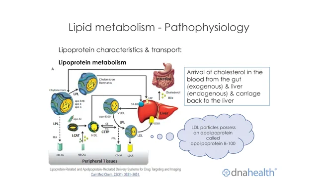 Cholesterol Synthesis In Liver
