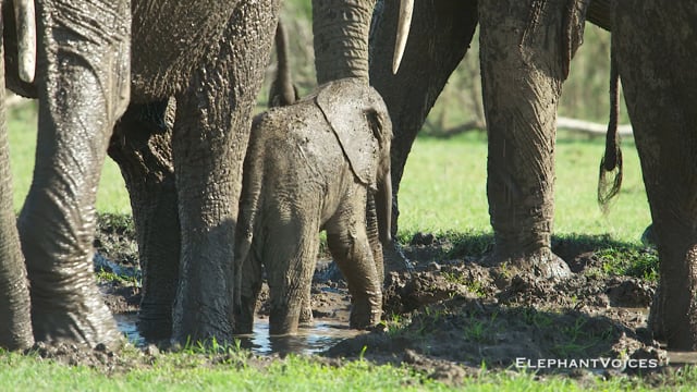 Mud-Wallowing. Context: Maintenance (3)