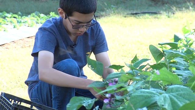 Young Urban Farmer’s Program SAE