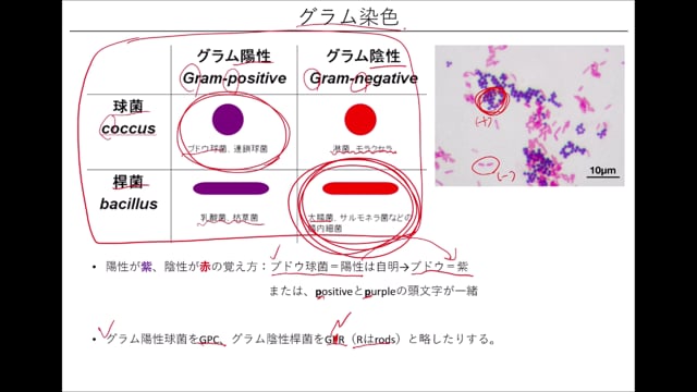 微生物学＜細菌編＞（16分）