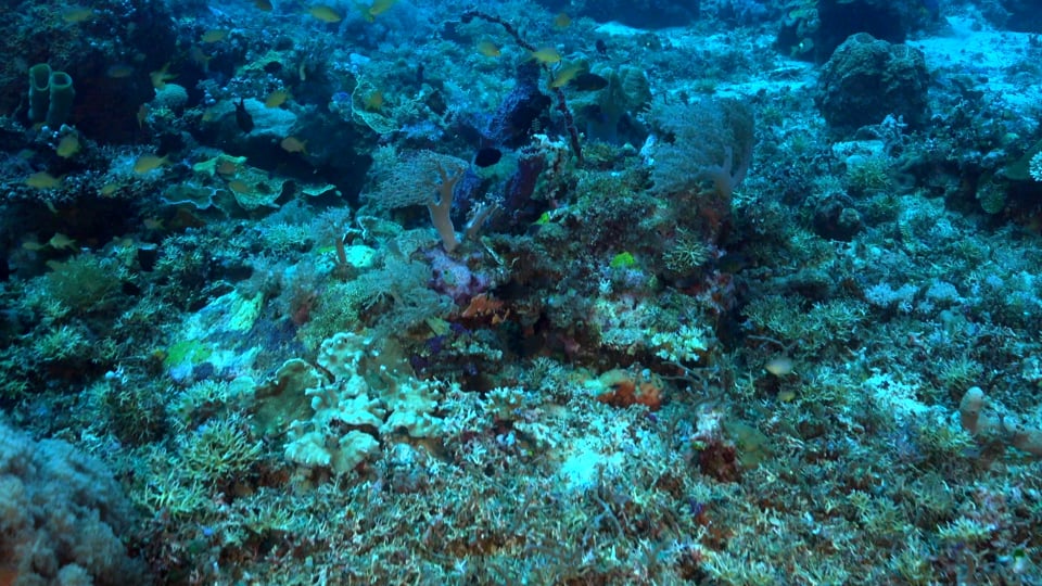 Ankermi life in the corals