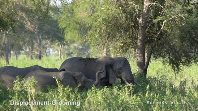 Displacement-Grooming. Context: Conflict & Confrontation (5)