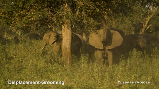 Displacement-Grooming. Context: Conflict & Confrontation (1)