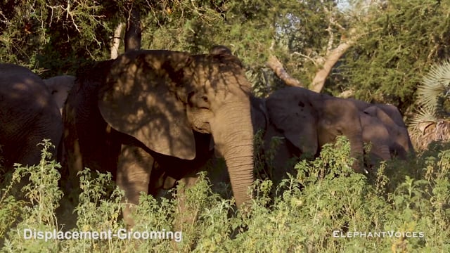 Displacement-Grooming. Context: Conflict & Confrontation (2)