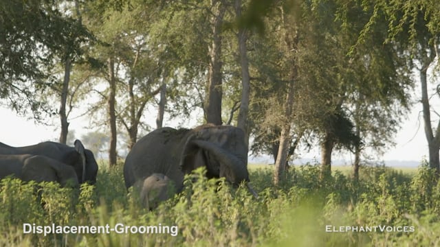 Displacement-Grooming. Context: Conflict & Confrontation (3)