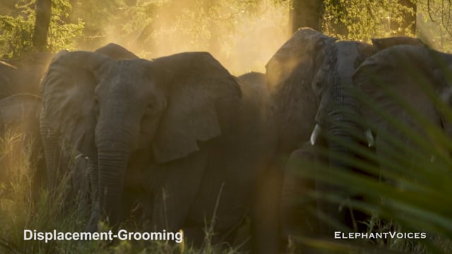 Displacement-Grooming. Context: Conflict & Confrontation (4)
