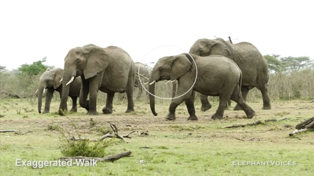 Exaggerated-Walk. Context: Attentive (3)