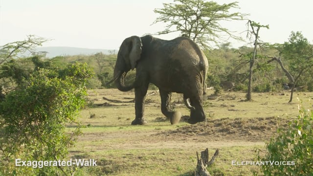 Exaggerated-Walk. Context: Attentive (4)