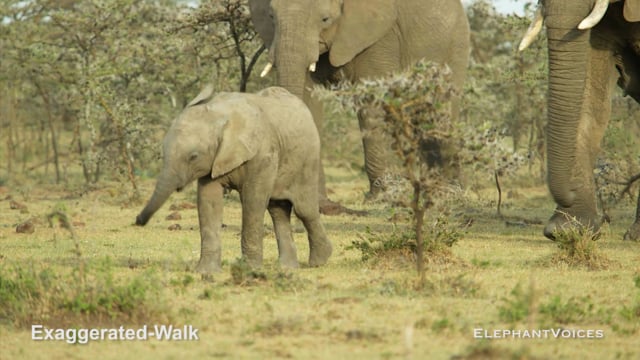 Exaggerated-Walk. Context: Attentive (5)