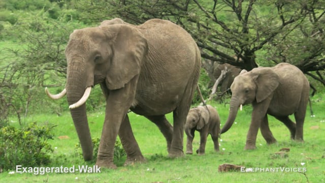Exaggerated-Walk. Context: Attentive (6)