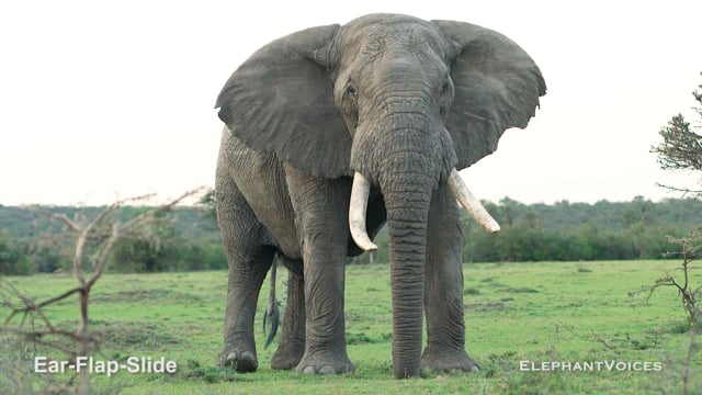 Ear-Flap-Slide. Context: Movement Space & Leadership (13)