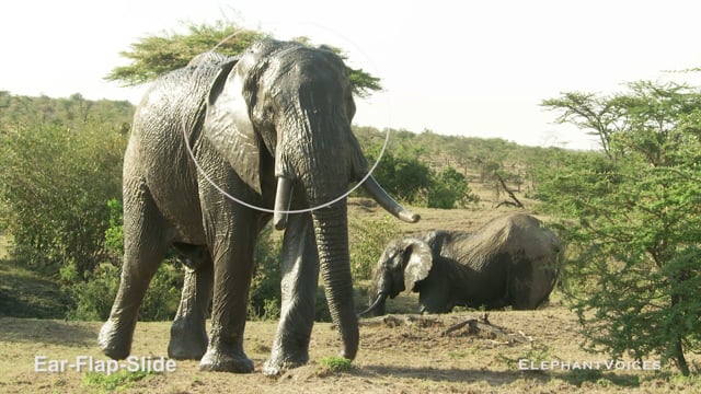Ear-Flap-Slide. Context: Movement Space & Leadership (16)