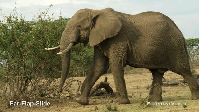 Ear-Flap-Slide. Context: Movement Space & Leadership (17)