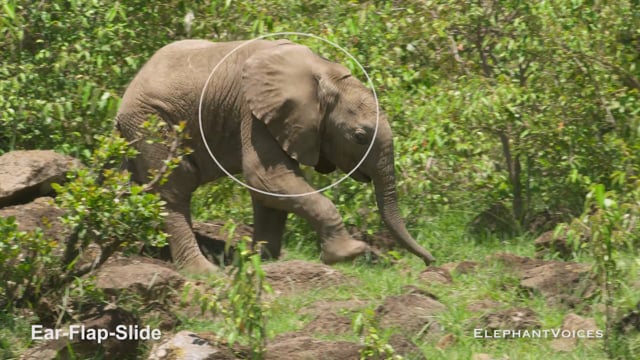 Ear-Flap-Slide. Context: Movement Space & Leadership (8)