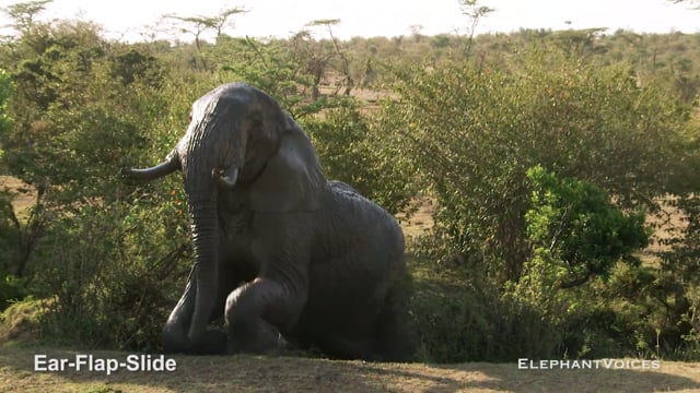 Ear-Flap-Slide. Context: Movement Space & Leadership (15)