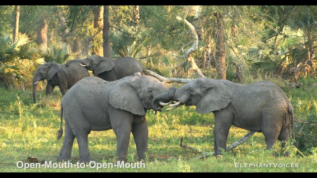 Open-Mouth-to-Open-Mouth. Context: Social Play (4)
